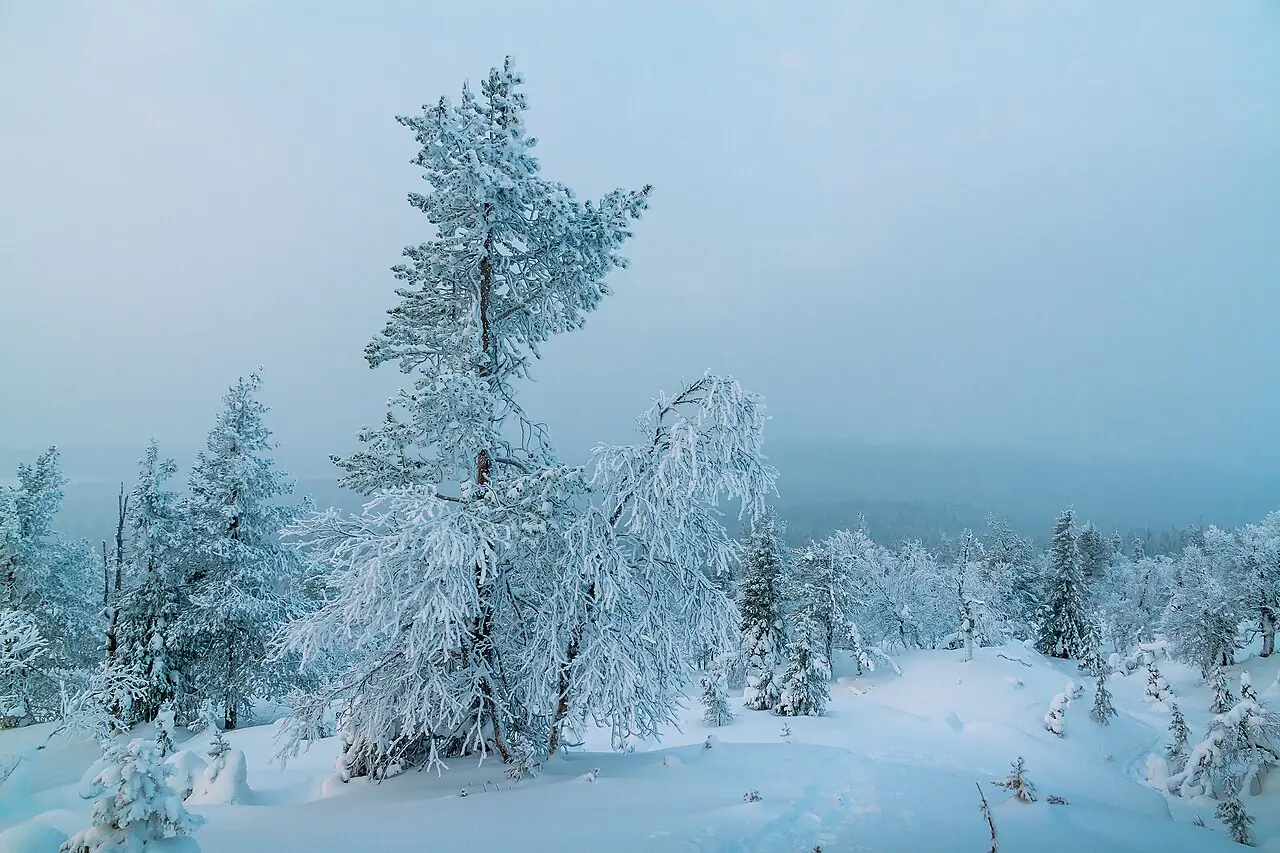 Wintry forest on the north side of Lommoltunturi in Pallas-Yllästunturi National Park, Lapland, Finland in 2019 January. The blue hour and d