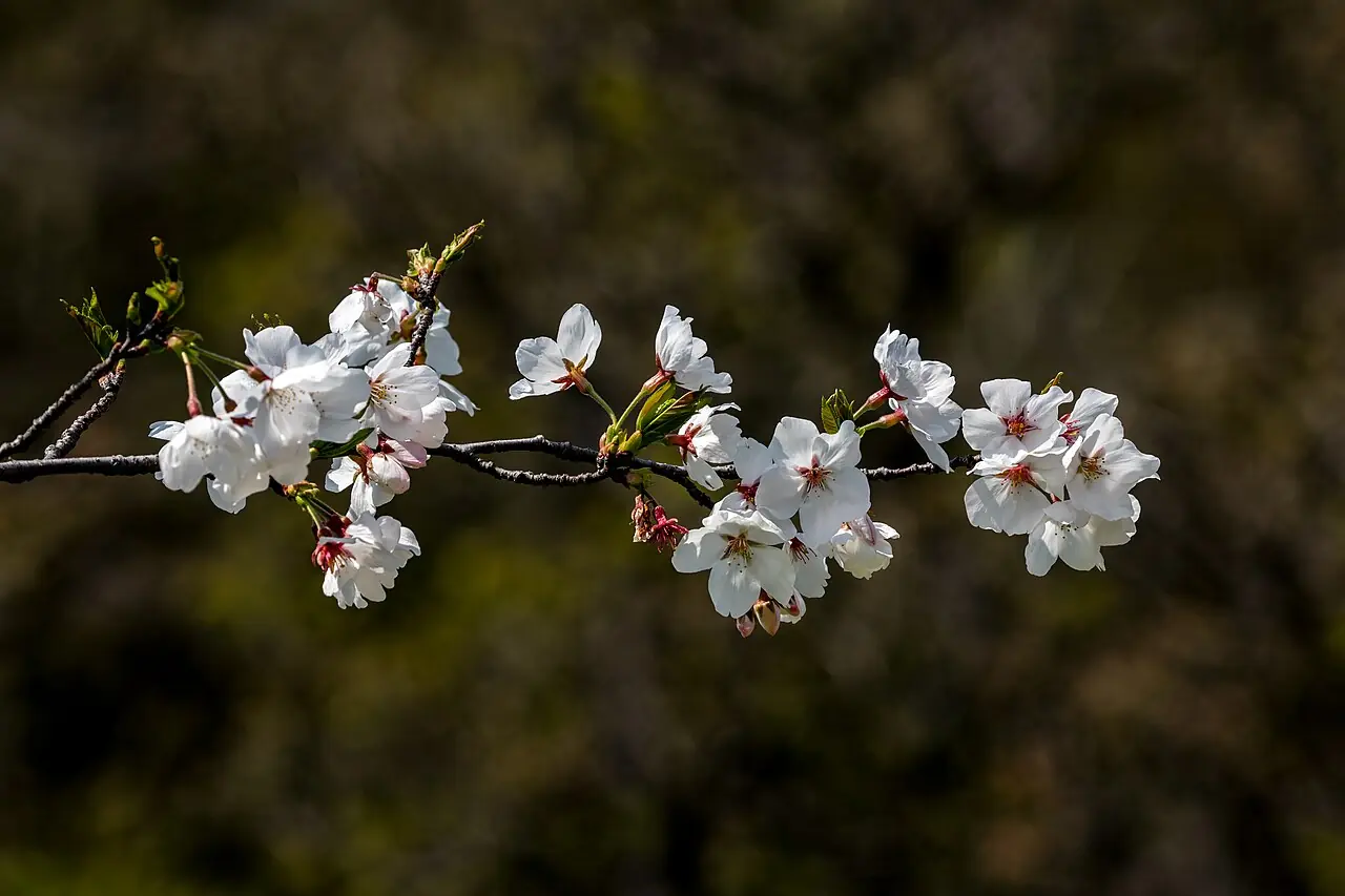 Cherry blossoms ( Somei Yoshino ), Nagai Botanical Garden