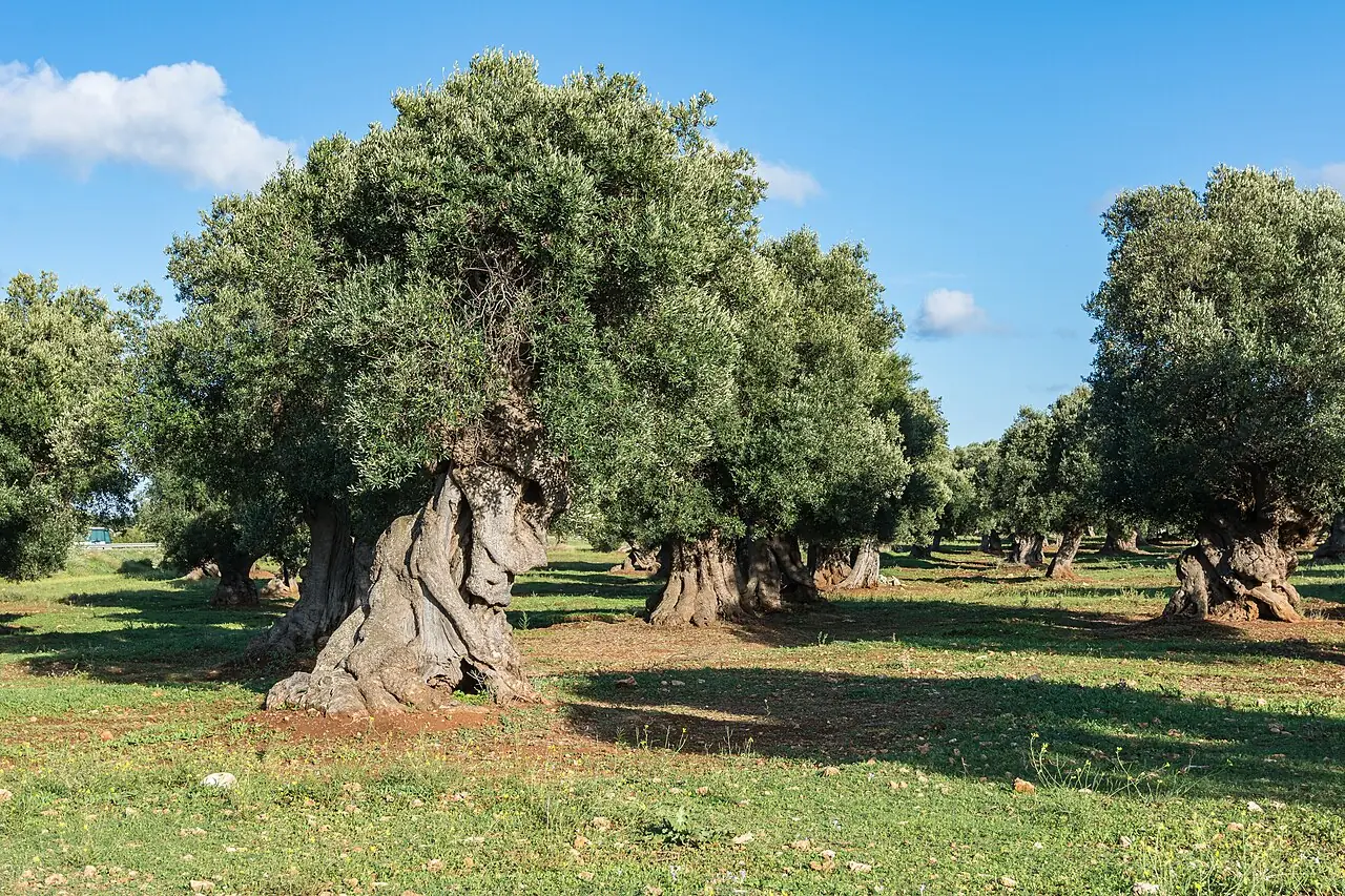This centuries-old olive grove is located in the comunity of Ostuni close to the street SS 379. The olive trees of Apulia are endangered by 