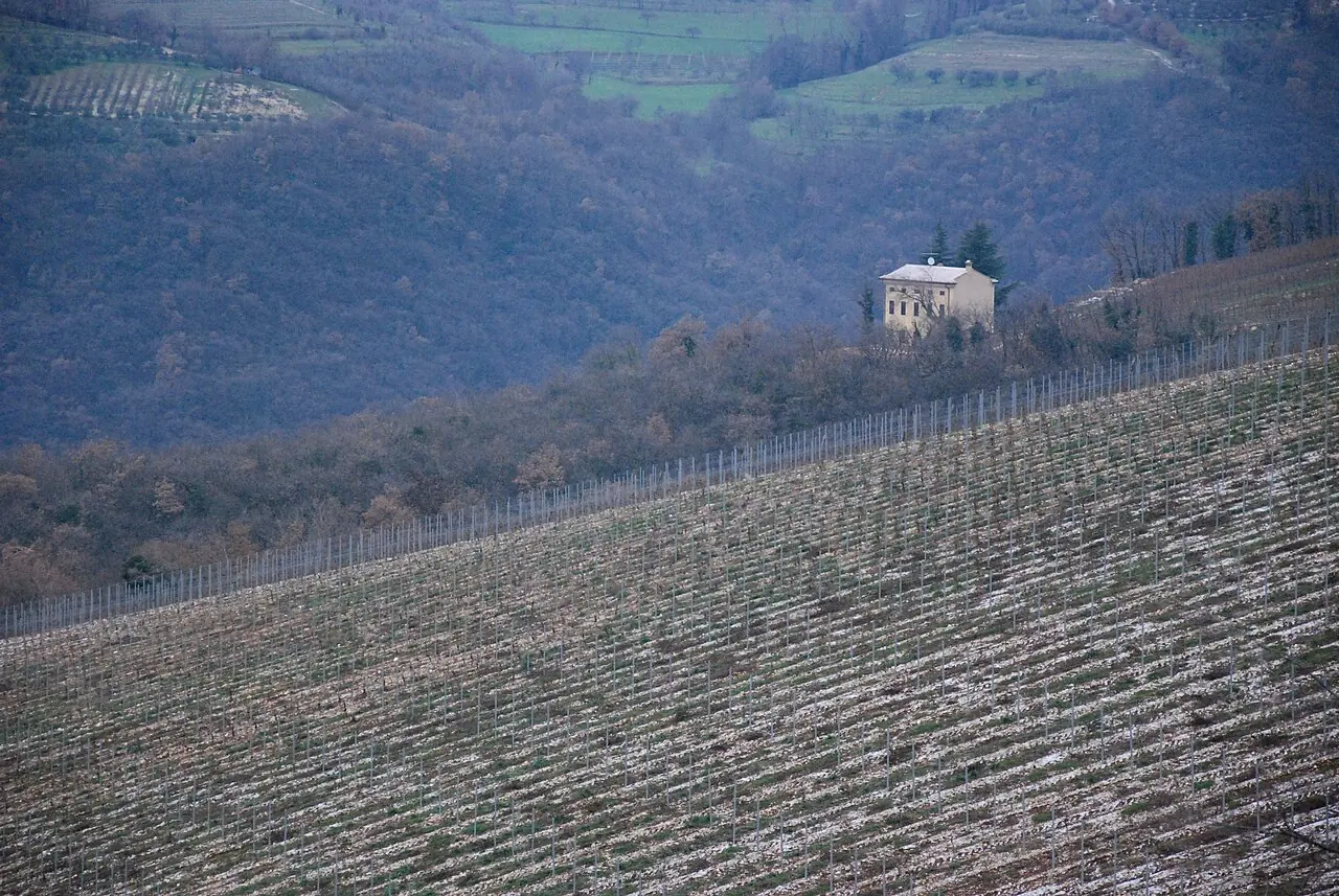 Vineyards in the Italian wine region of Valpolicella in the Veneto